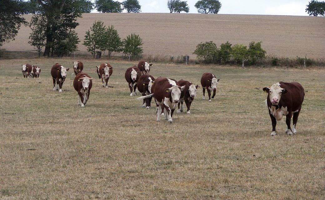 Kühe auf vertrockneter Weide