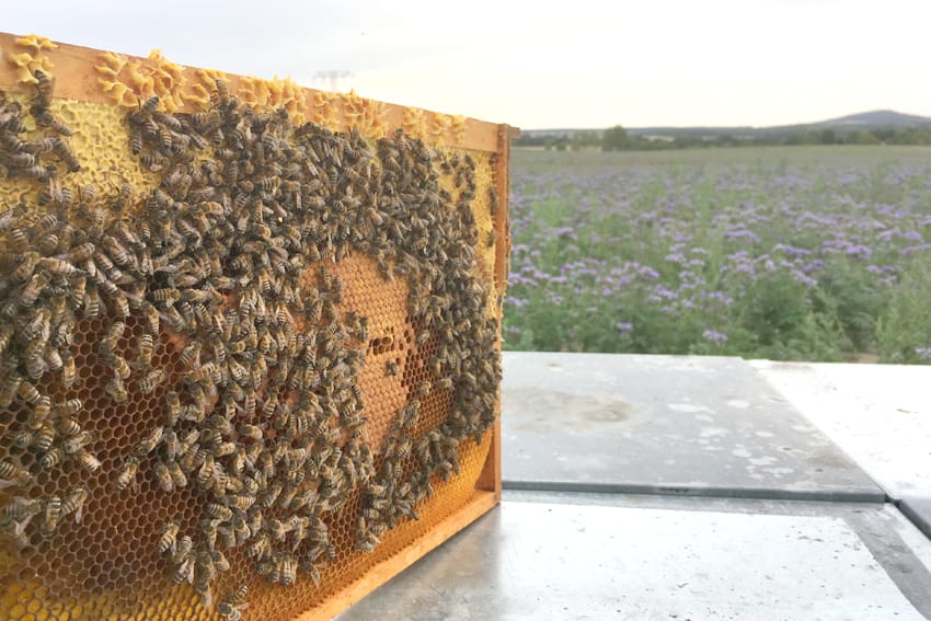 Bienen auf ihrer Wabe