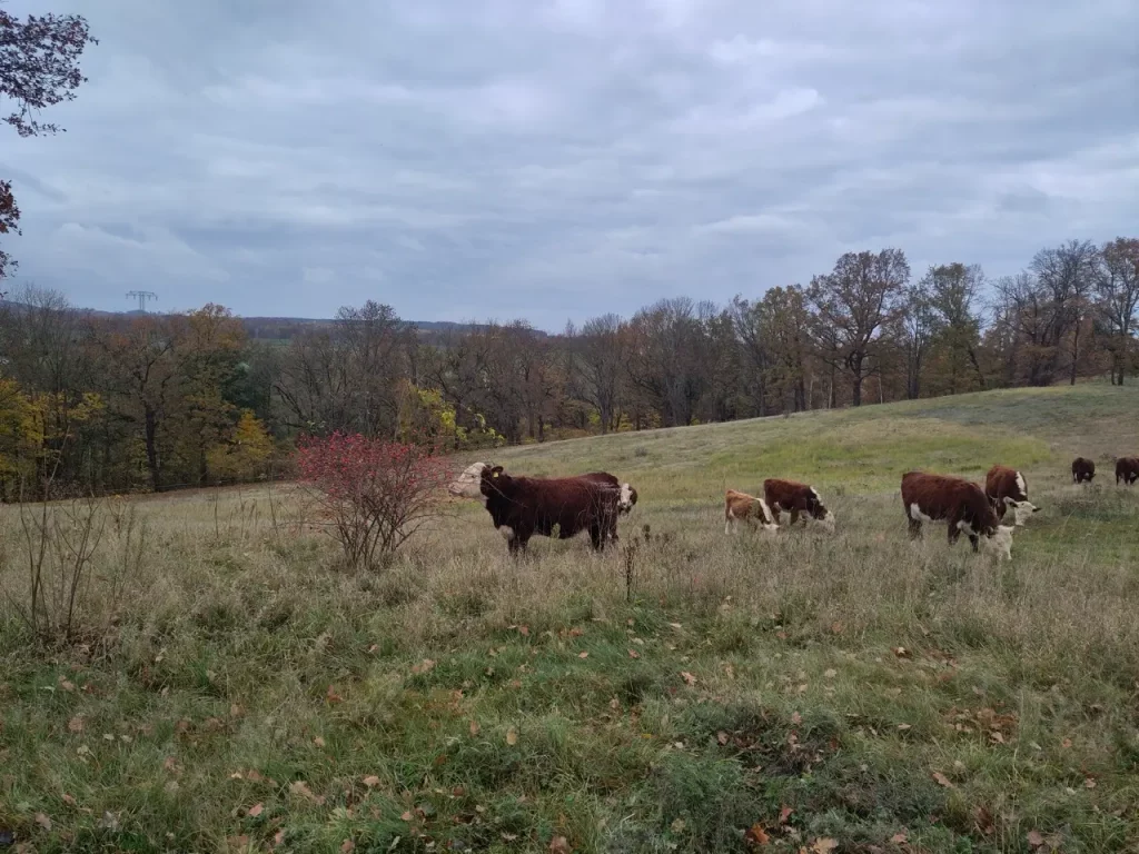 Kühe auf der Weide. Eine frisst Hagebutten.