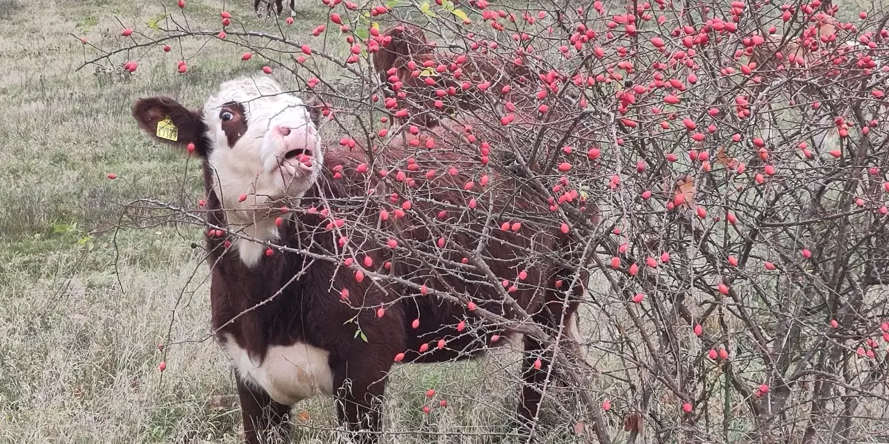 Kuh frisst Hagebutten