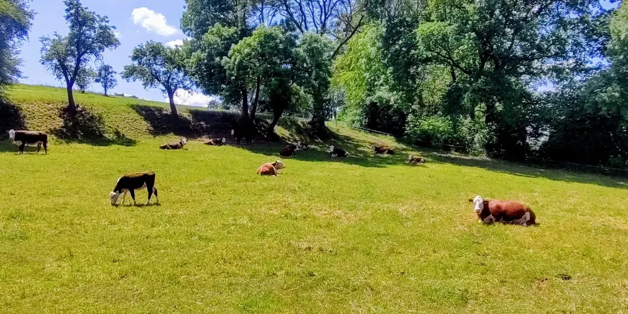 Rinderherde auf der langen Wiese