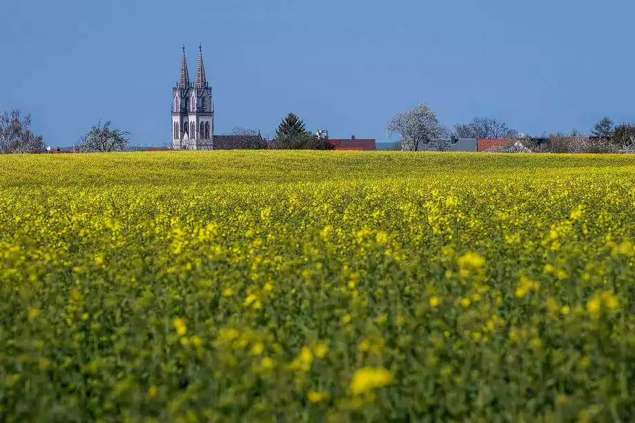 Bio-Steaks deftig gebraten in der Pfanne